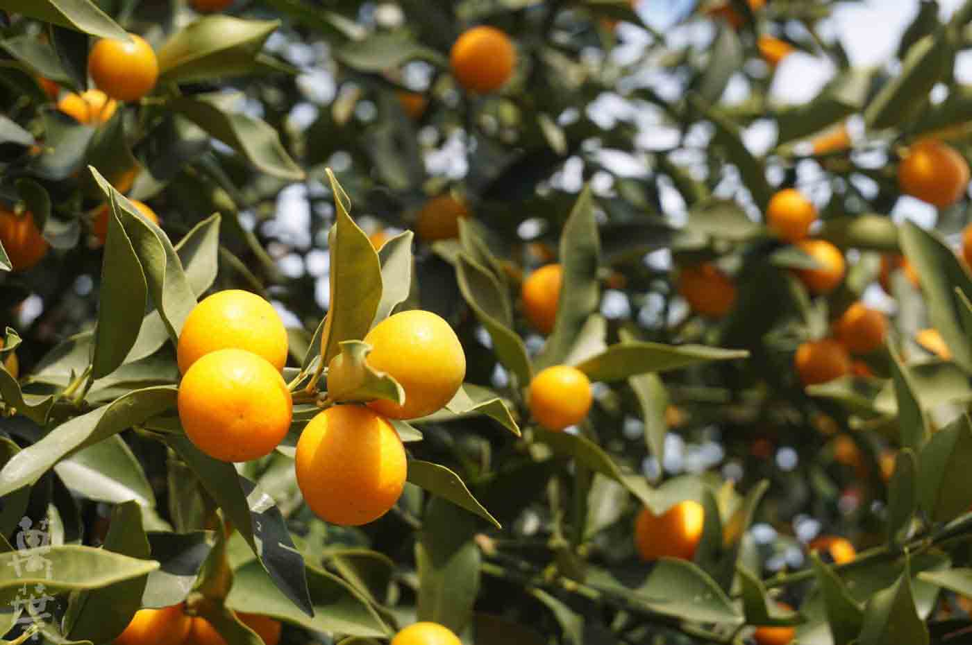 野草酵素雪国[ゆきぐに]の原材料きんかんのき(金柑の木)