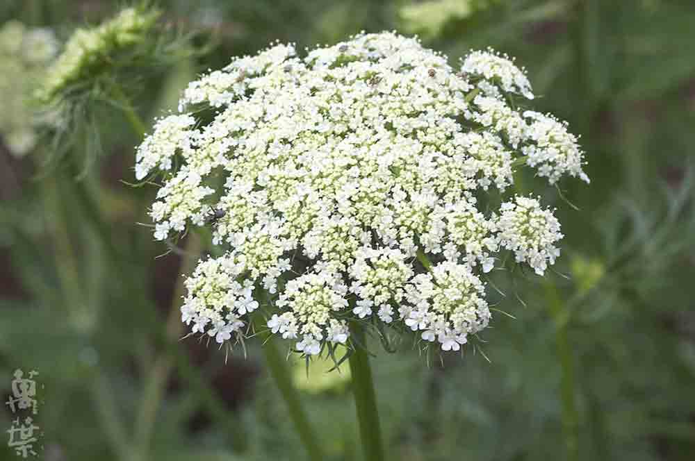 野草酵素雪国[ゆきぐに]の原材料にんじん(人参)の花