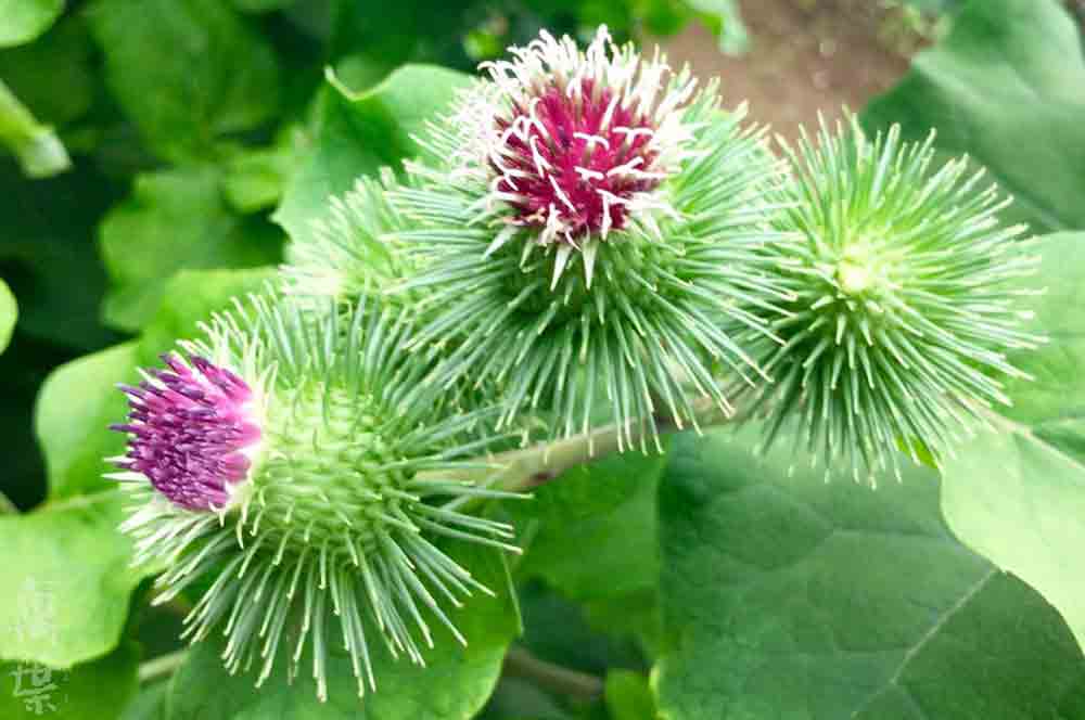 野草酵素雪国[ゆきぐに]の原材料ごぼう(牛蒡)の花